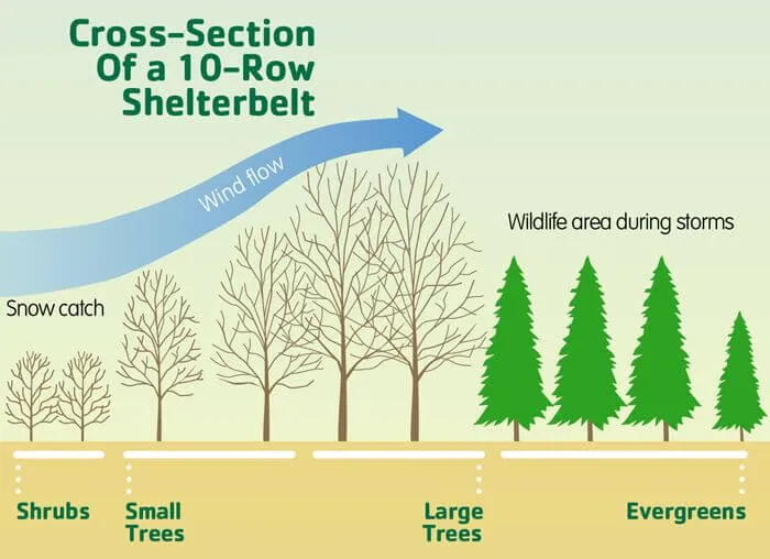 A diagram of the cross-section of a 10-row shelterbelt | Chaos Theory